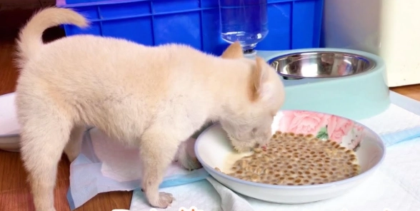 幼犬斷奶飲食 幼犬斷奶飲食