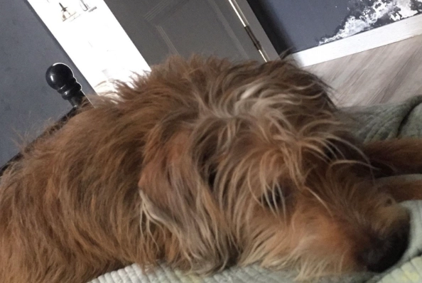 寵物狗睡眠習慣 寵物狗睡眠習慣
