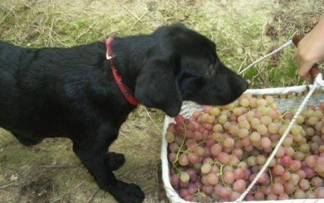 狗誤食葡萄處理 狗誤食葡萄處理