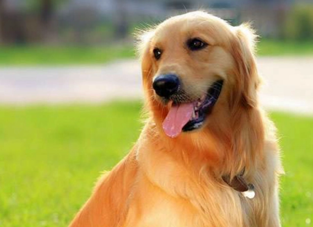 狗狗糞便健康 狗狗糞便健康