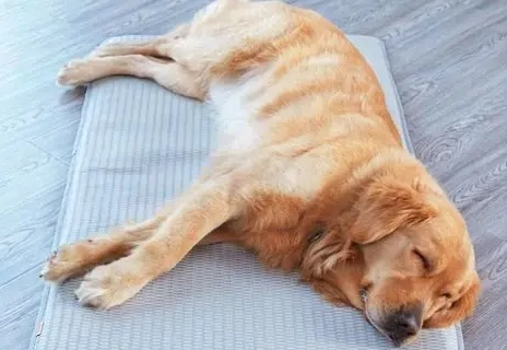 狗狗睡眠姿勢 狗狗睡眠姿勢