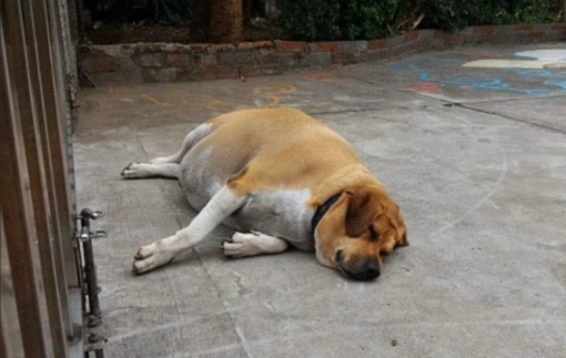 狗狗等待主人 狗狗等待主人
