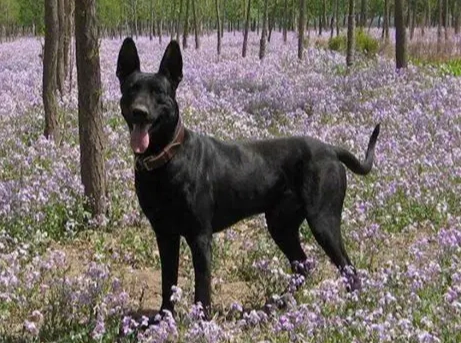 黑狼犬訓練 黑狼犬訓練
