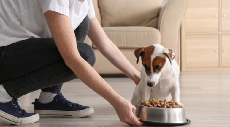 狗飼料蛋白質 狗飼料蛋白質