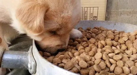 幼犬飼料泡軟方法 幼犬飼料泡軟方法