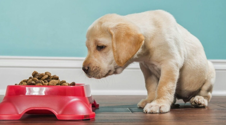 幼犬飼料泡軟時間 幼犬飼料泡軟時間