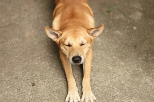 狗狗門口行為 狗狗門口行為