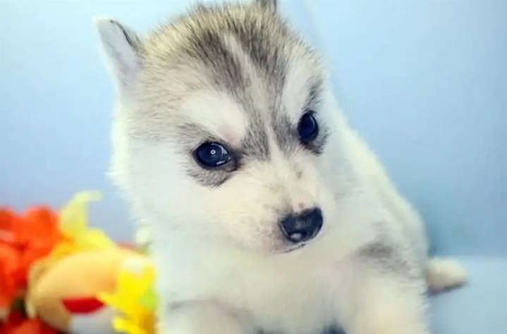 犬種介紹 犬種介紹