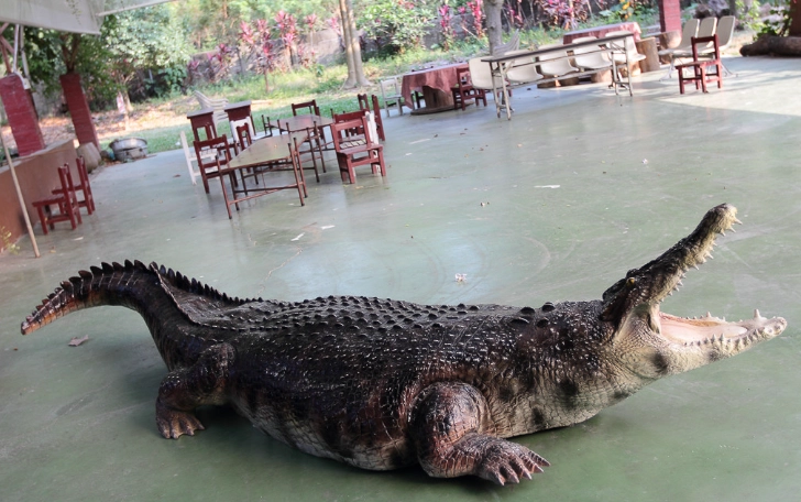 不一樣鱷魚生態農場美食 不一樣鱷魚生態農場美食