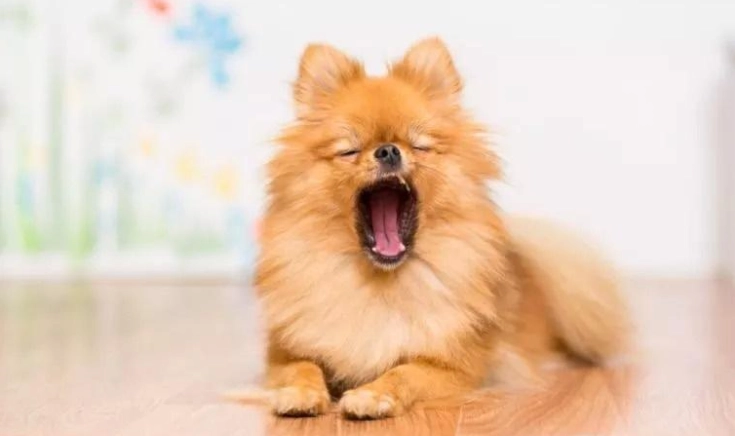 狗狗打呼嚕原因 狗狗打呼嚕原因