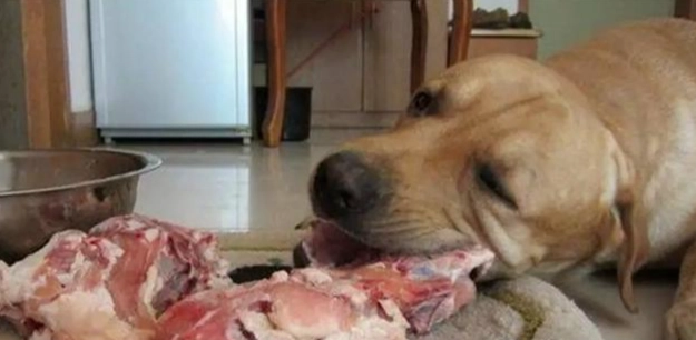 狗狗吃肉營養 狗狗吃肉營養