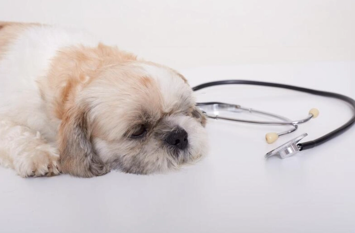 狗狗不吃藥 狗狗不吃藥