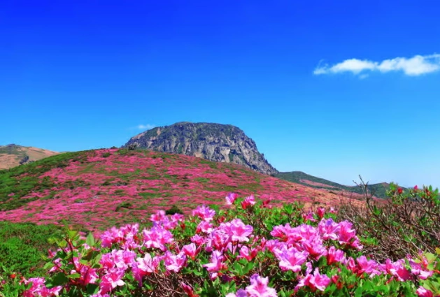 漢拿山登山 漢拿山登山