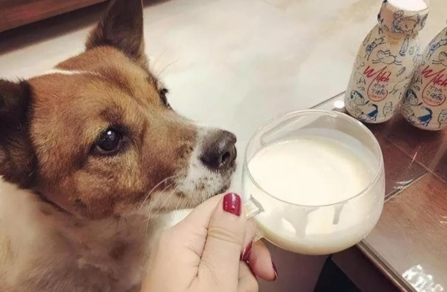 斷奶期小狗飼料 斷奶期小狗飼料