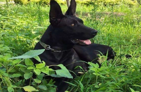黑狼犬訓練 黑狼犬訓練