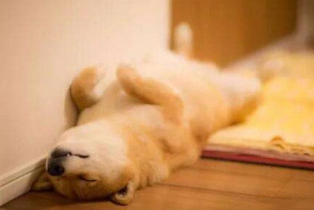 狗狗睡眠姿勢 狗狗睡眠姿勢
