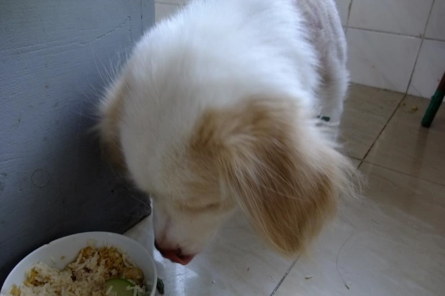 狗狗嘔吐原因 狗狗嘔吐原因