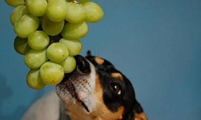 狗誤食葡萄處理 狗誤食葡萄處理