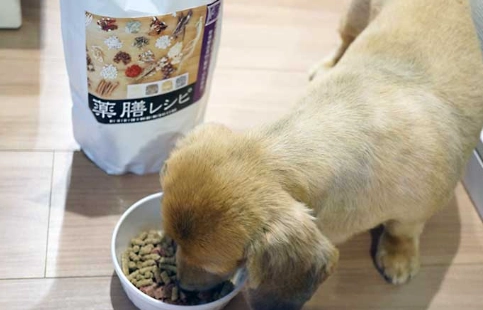 幼犬飼料泡軟時間 幼犬飼料泡軟時間