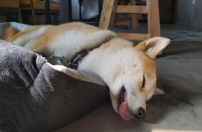 狗睡眠抽動 狗睡眠抽動