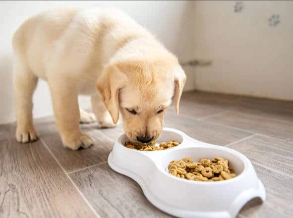 幼犬飼料泡軟方法 幼犬飼料泡軟方法