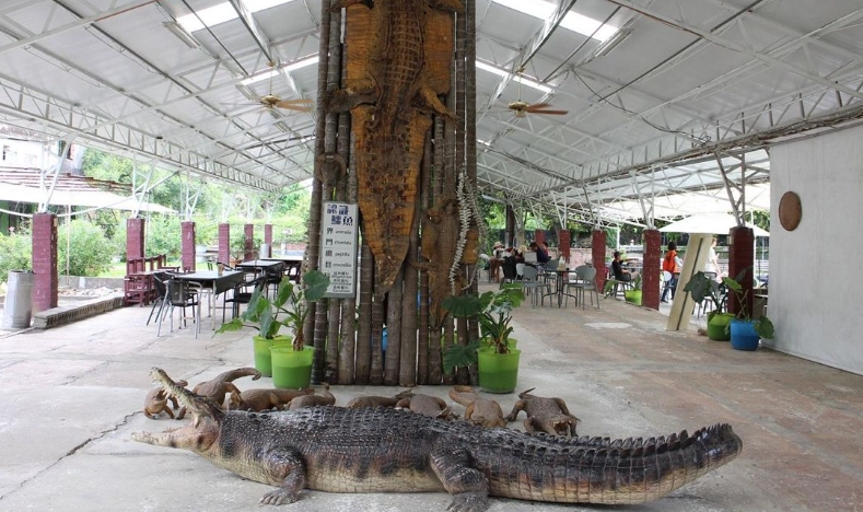鱷魚寵物飼養 鱷魚寵物飼養