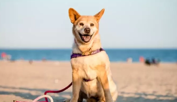 狗狗牌照轉讓 狗狗牌照轉讓