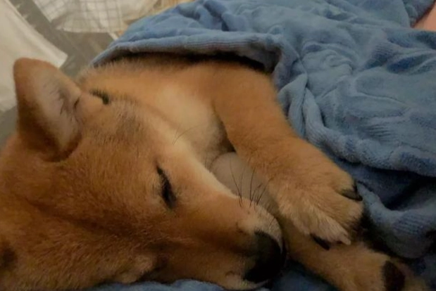 狗狗躲藏睡覺原因 狗狗躲藏睡覺原因
