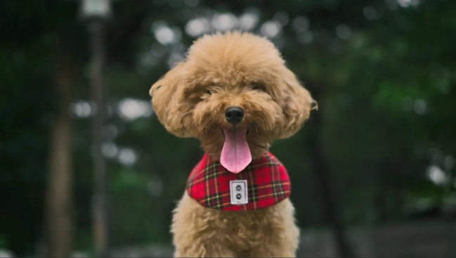 貴賓犬體重管理 貴賓犬體重管理