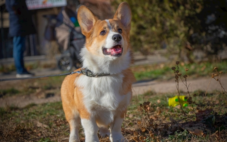 狂犬病疫苗 狂犬病疫苗