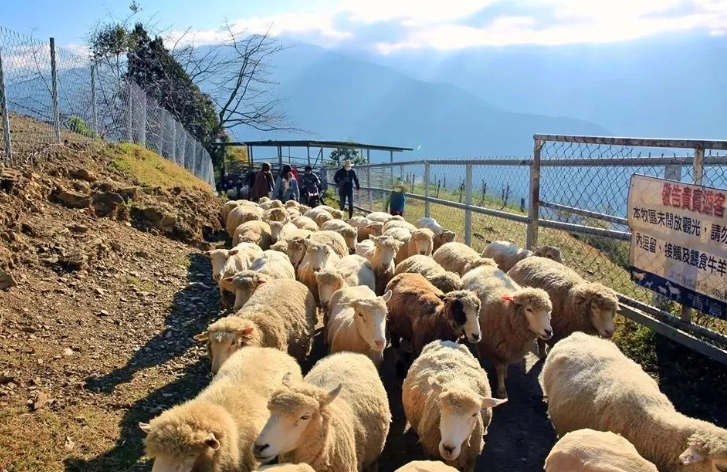 清境農場無車旅行 清境農場無車旅行