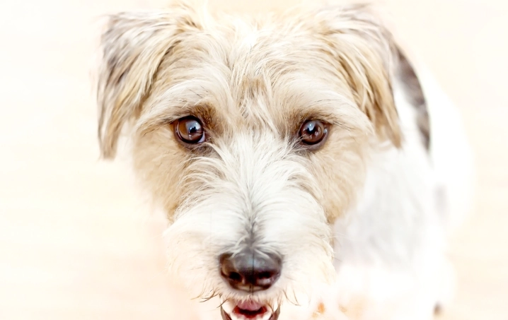 破傷風早期症狀 破傷風早期症狀