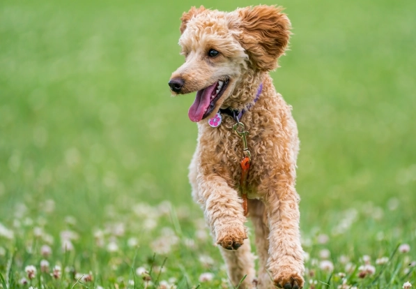 狂犬病疫苗 狂犬病疫苗