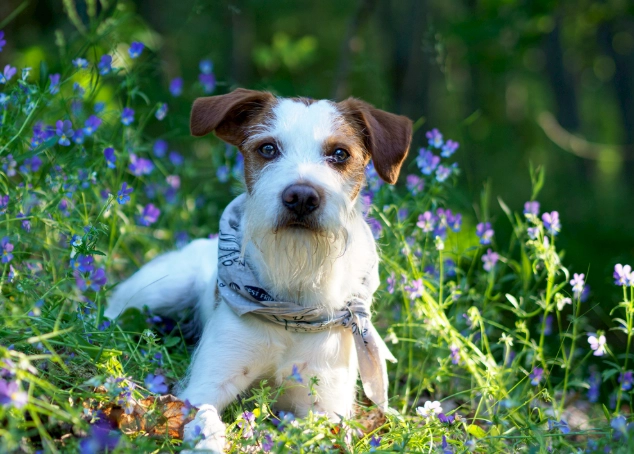 狂犬病風險無傷口 狂犬病風險無傷口