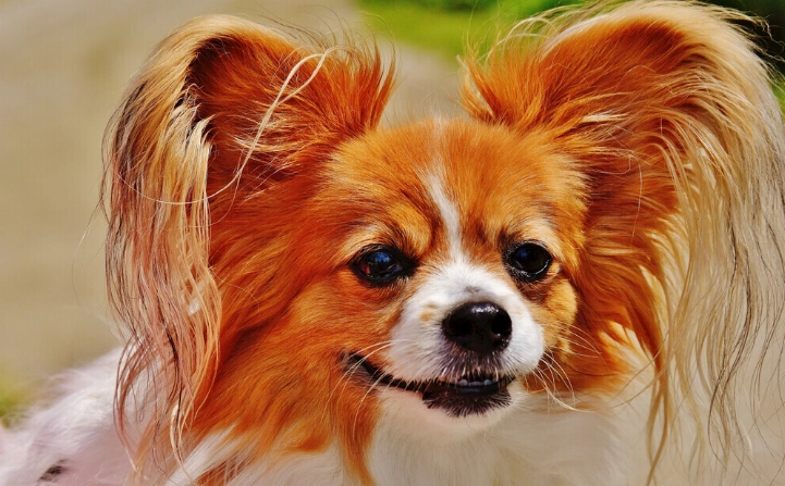 狂犬病風險無傷口 狂犬病風險無傷口