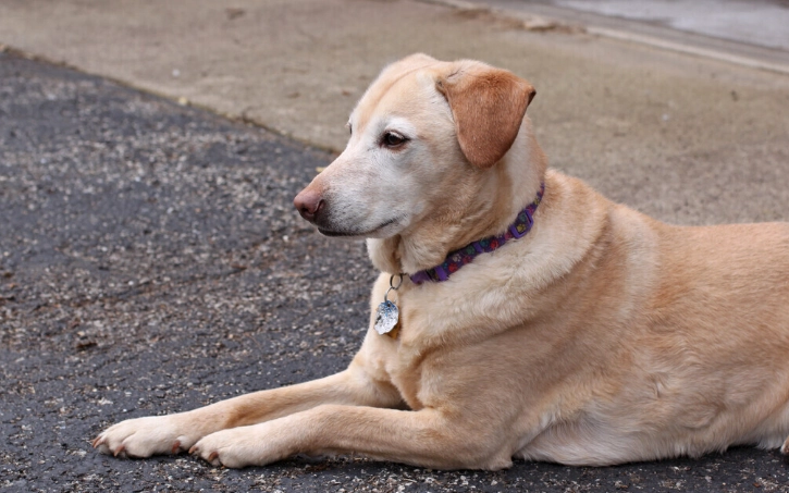 狂犬病疫苗 狂犬病疫苗