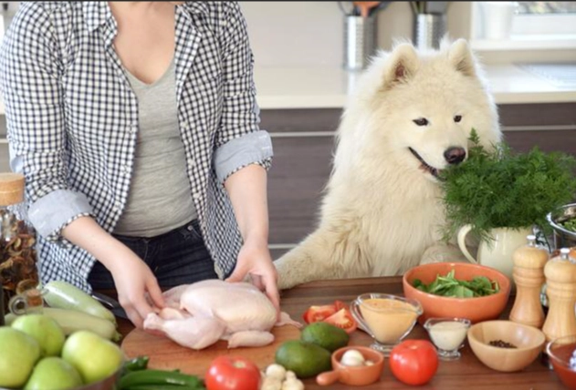 老年犬蛋白質需求 老年犬蛋白質需求