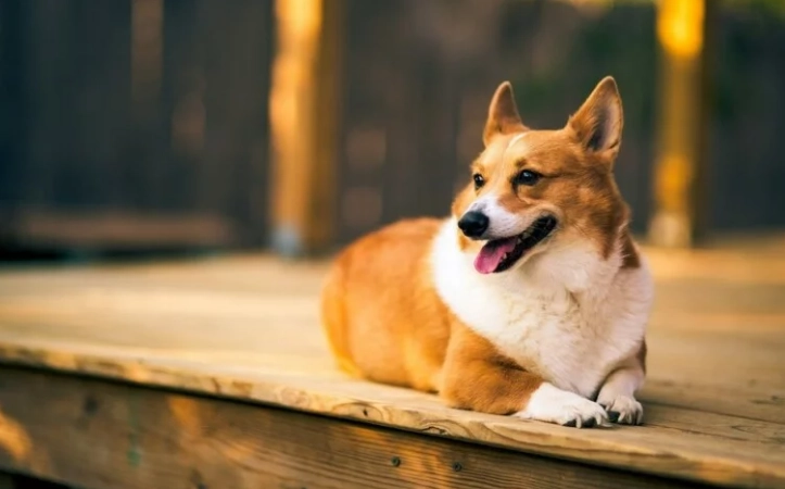 小型犬飼養 小型犬飼養