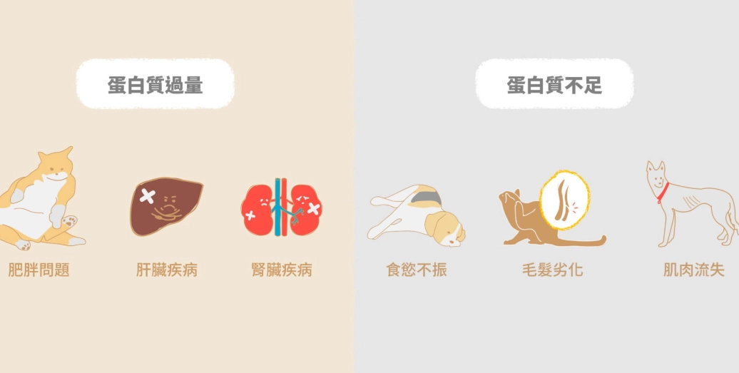 老狗飲食管理 老狗飲食管理