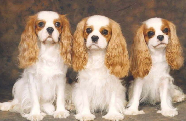 小型犬推薦 小型犬推薦