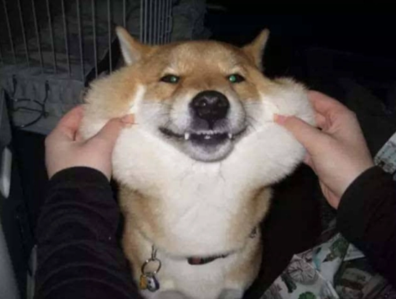 如何讓狗狗黏人 如何讓狗狗黏人