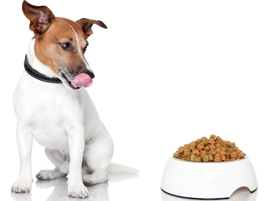 老年犬蛋白質需求 老年犬蛋白質需求