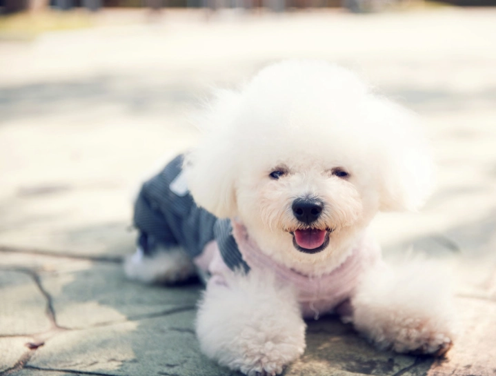 小型犬推薦 小型犬推薦