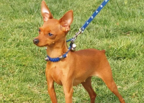 小型犬飼養 小型犬飼養