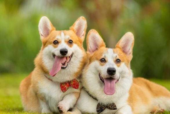 小型犬推薦 小型犬推薦
