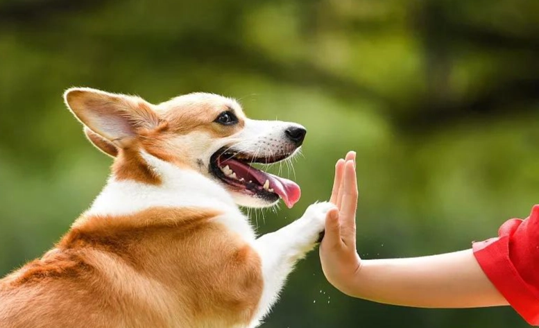 狗狗認人 狗狗認人
