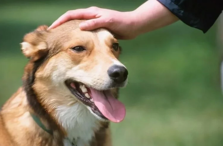 狗狗認人 狗狗認人