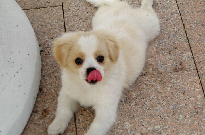 小型犬飼養 小型犬飼養
