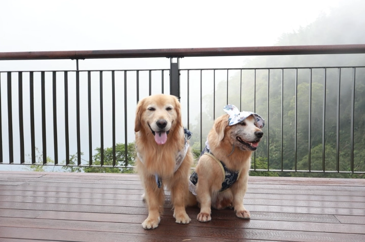 阿里山帶寵物旅遊 阿里山帶寵物旅遊