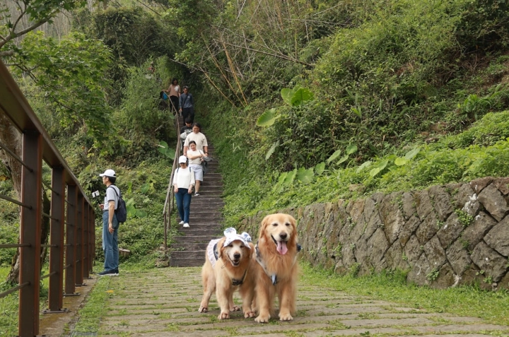 阿里山帶寵物旅遊 阿里山帶寵物旅遊